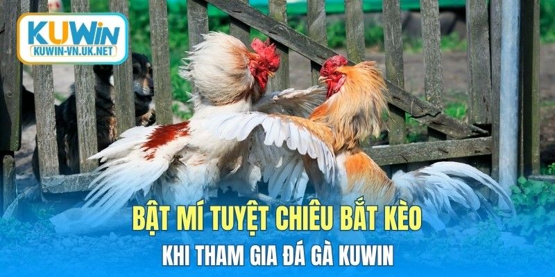 Bật mí tuyệt chiêu bắt kèo khi tham gia đá gà KUWIN
