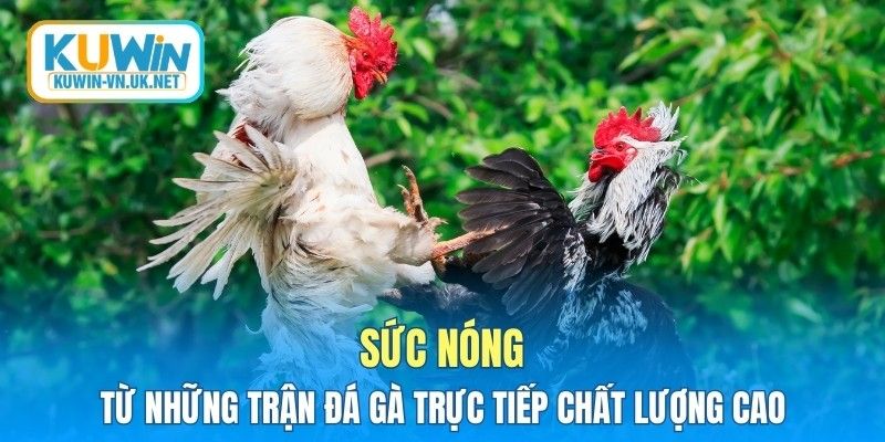 Sức nóng từ những trận đá gà trực tiếp chất lượng cao
